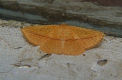 Striglina
