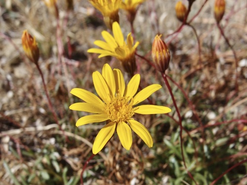 Image of Pectis longipes by (c) Sue Carnahan, some rights reserved (CC BY)