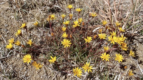 Image of Pectis longipes by (c) Sue Carnahan, some rights reserved (CC BY)