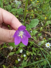 Campanula ramosissima