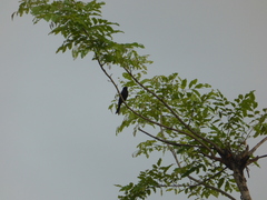 Dicrurus divaricatus