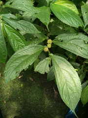 Elatostema platyphyllum