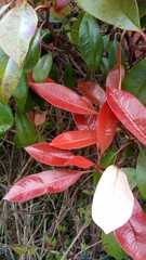Photinia × fraseri