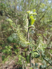 Salix