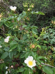 Rosa sempervirens