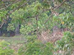 Centropus senegalensis