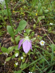 Campanula ramosissima