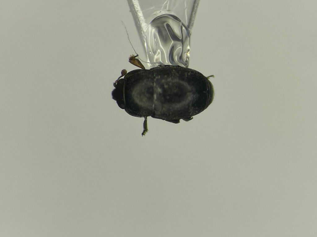Genistogethes carinulatus