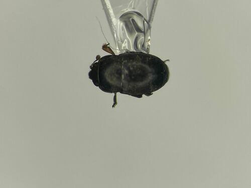 Genistogethes carinulatus