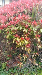 Photinia × fraseri