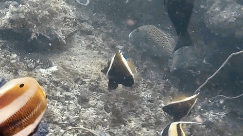 Humphead Bannerfish — seen at this dive site
