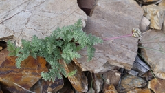 Cymopterus aboriginum