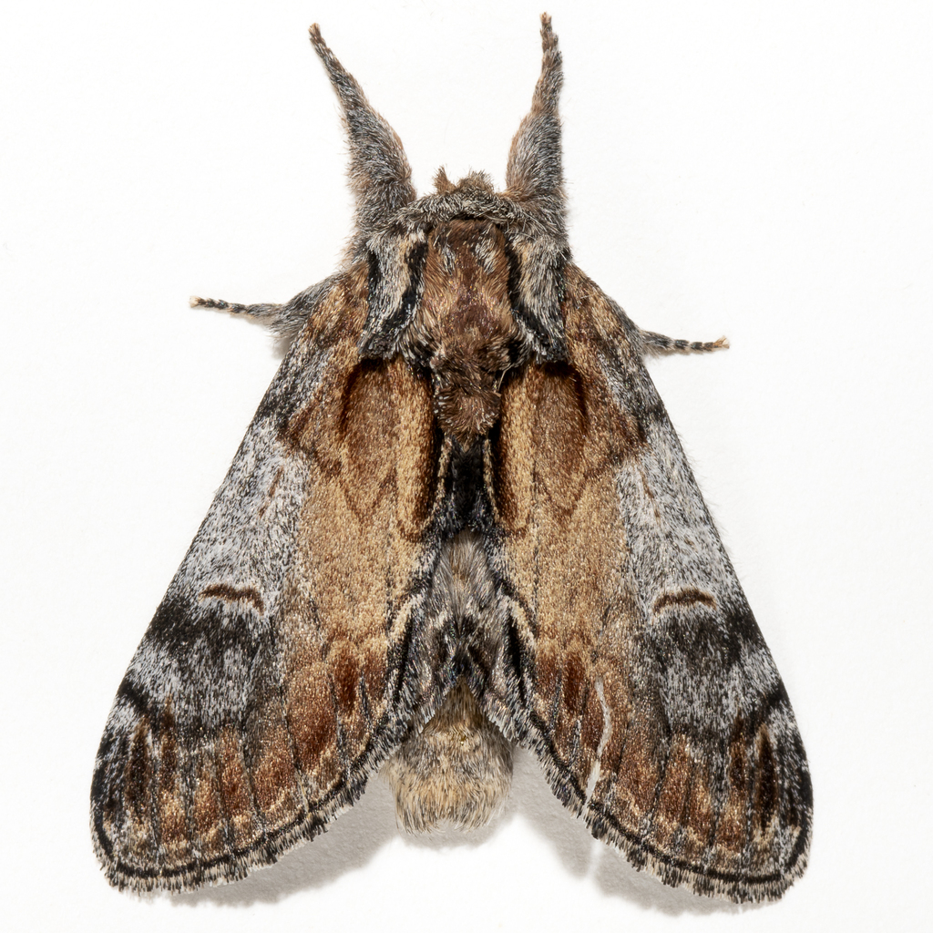 Pacific Prominent Moth