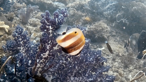 Orangebanded Coralfish — seen at this dive site