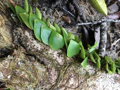Codonanthopsis