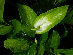 Saururus chinensis