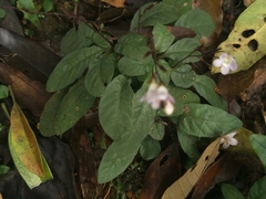 Staurogyne concinnula