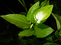 Saururus chinensis