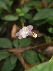 Staurogyne concinnula