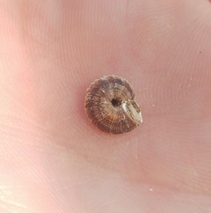 Xerocrassa davidiana