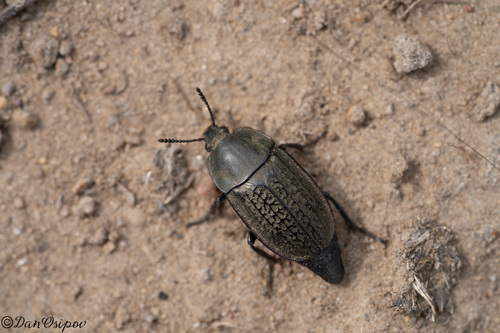 Heterosilpha aenescens
