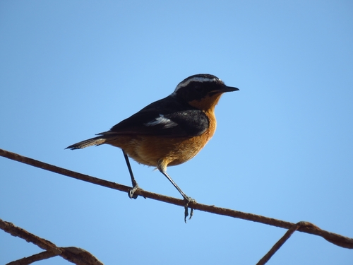 Colirrojo diademado (Phoenicurus moussieri)