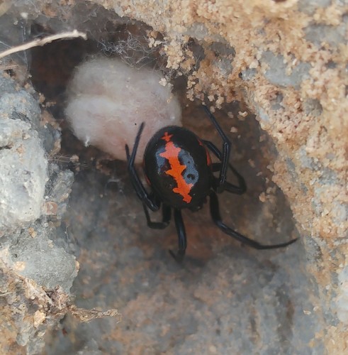 Mediterranean false black widow
