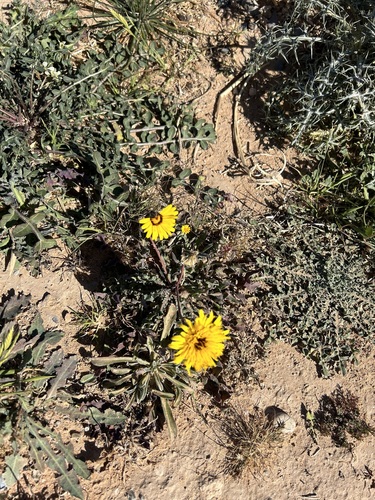 False Sow-thistle