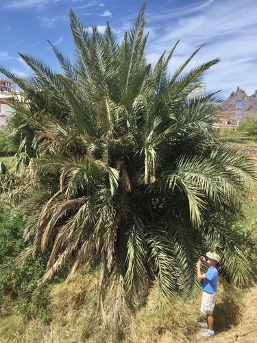 Phoenix dactylifera