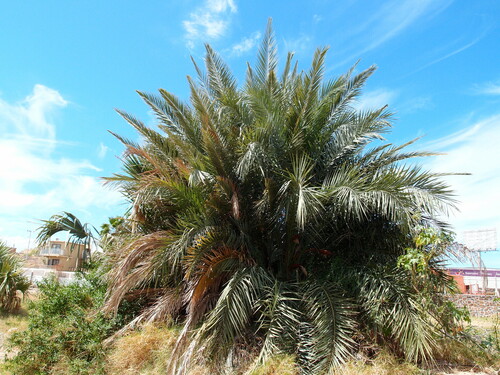 Phoenix dactylifera