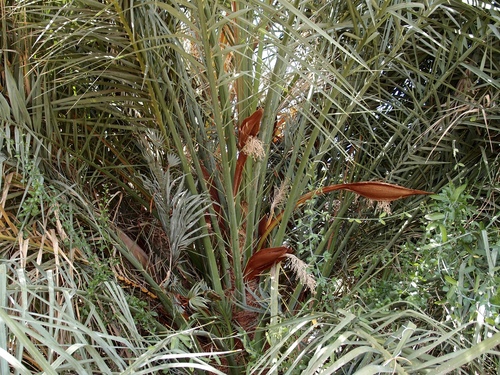 Phoenix dactylifera