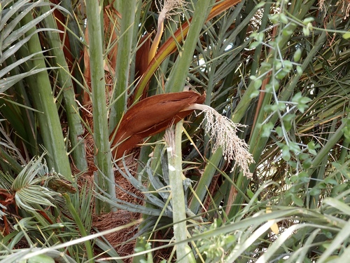 Phoenix dactylifera