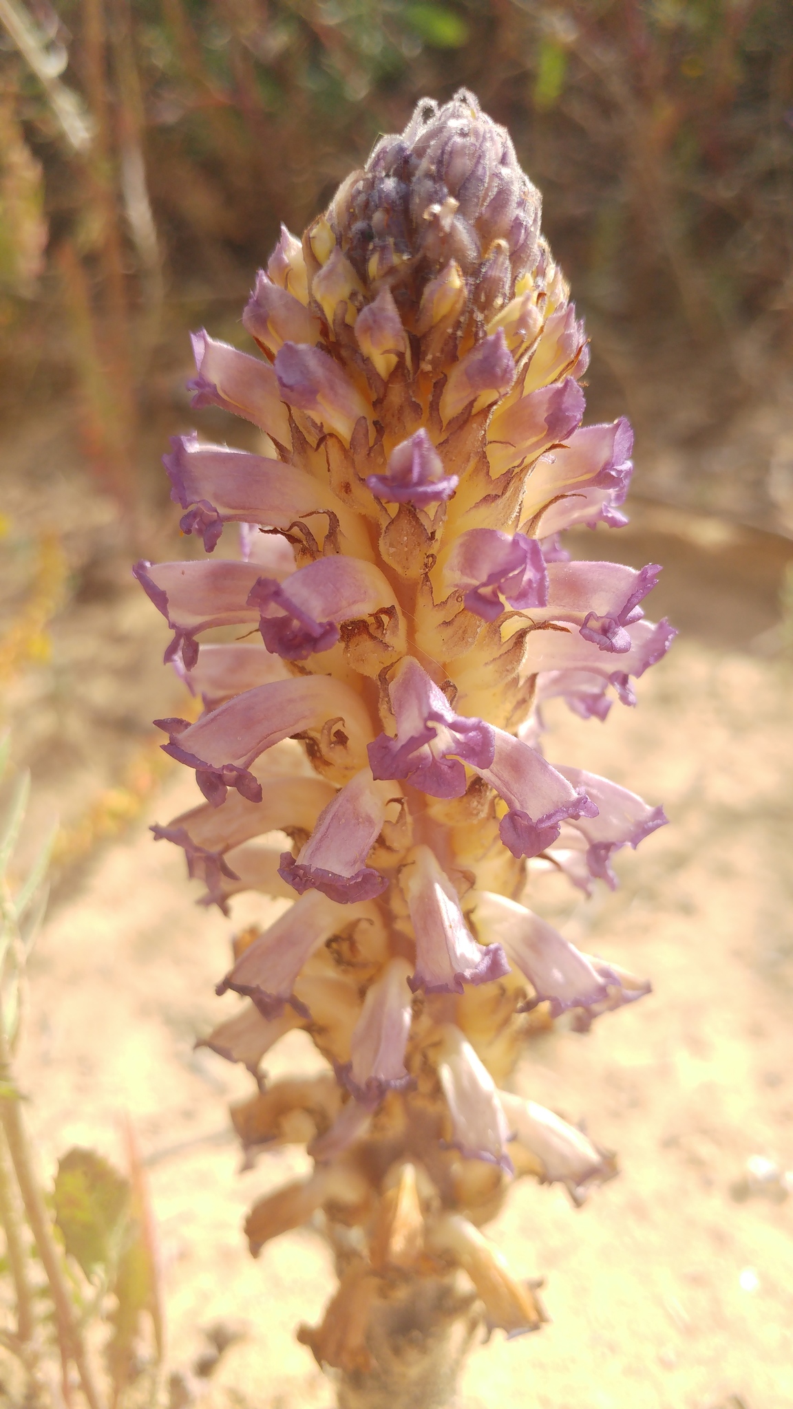 Orobanche cernua