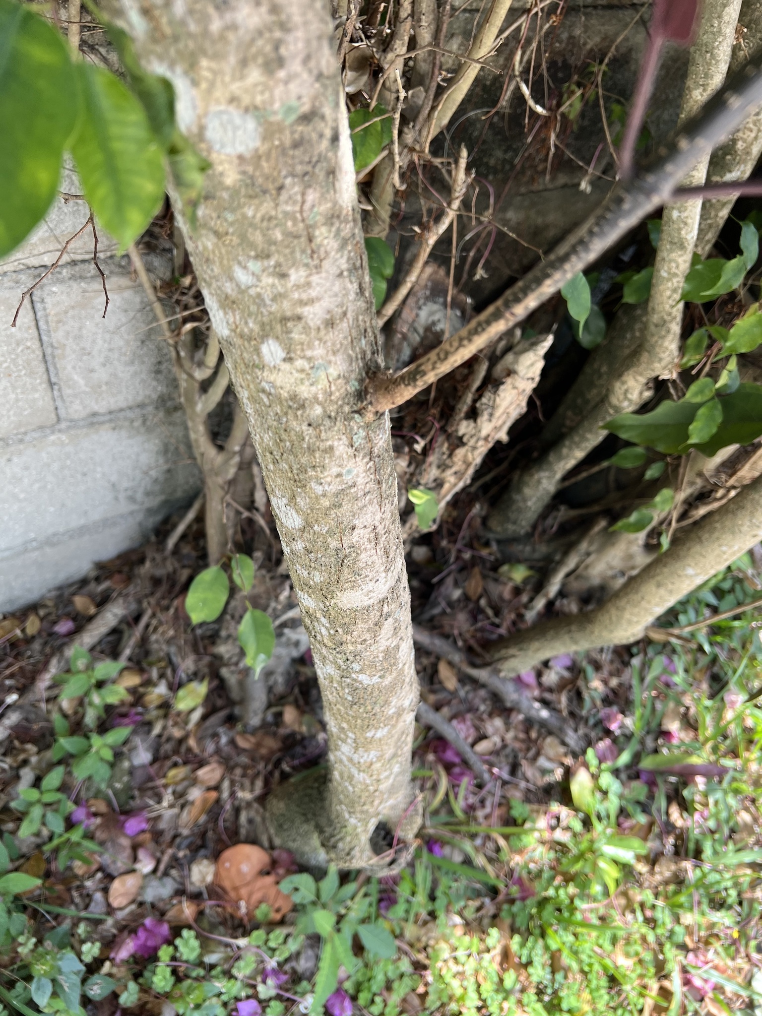 Imagem de Escova-de-macaco