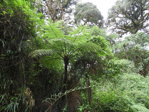 Cyathea albomarginata