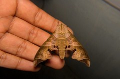 Marumba spectabilis