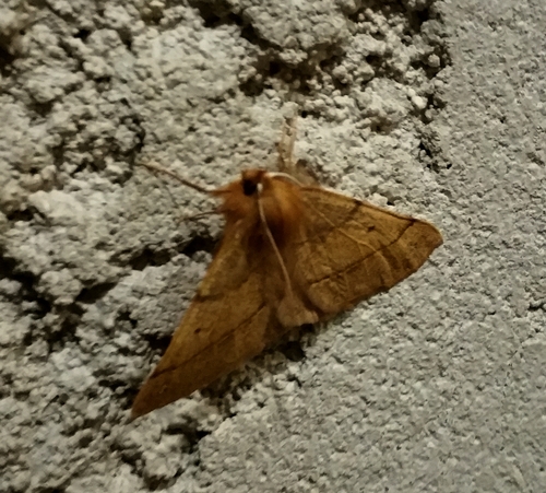 Colotois pennaria