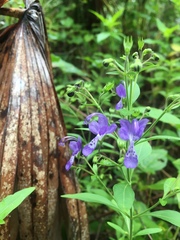 Trichostema dichotomum image