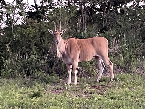 Cape Eland