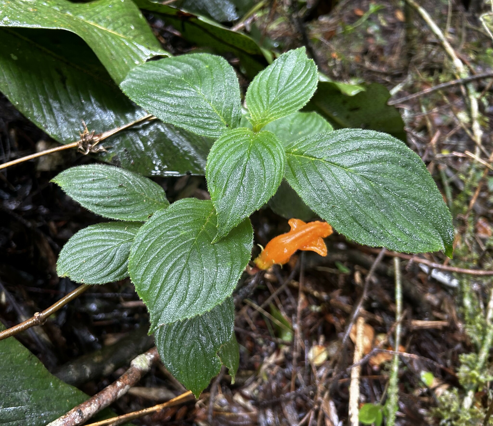 Gesneriaceae image