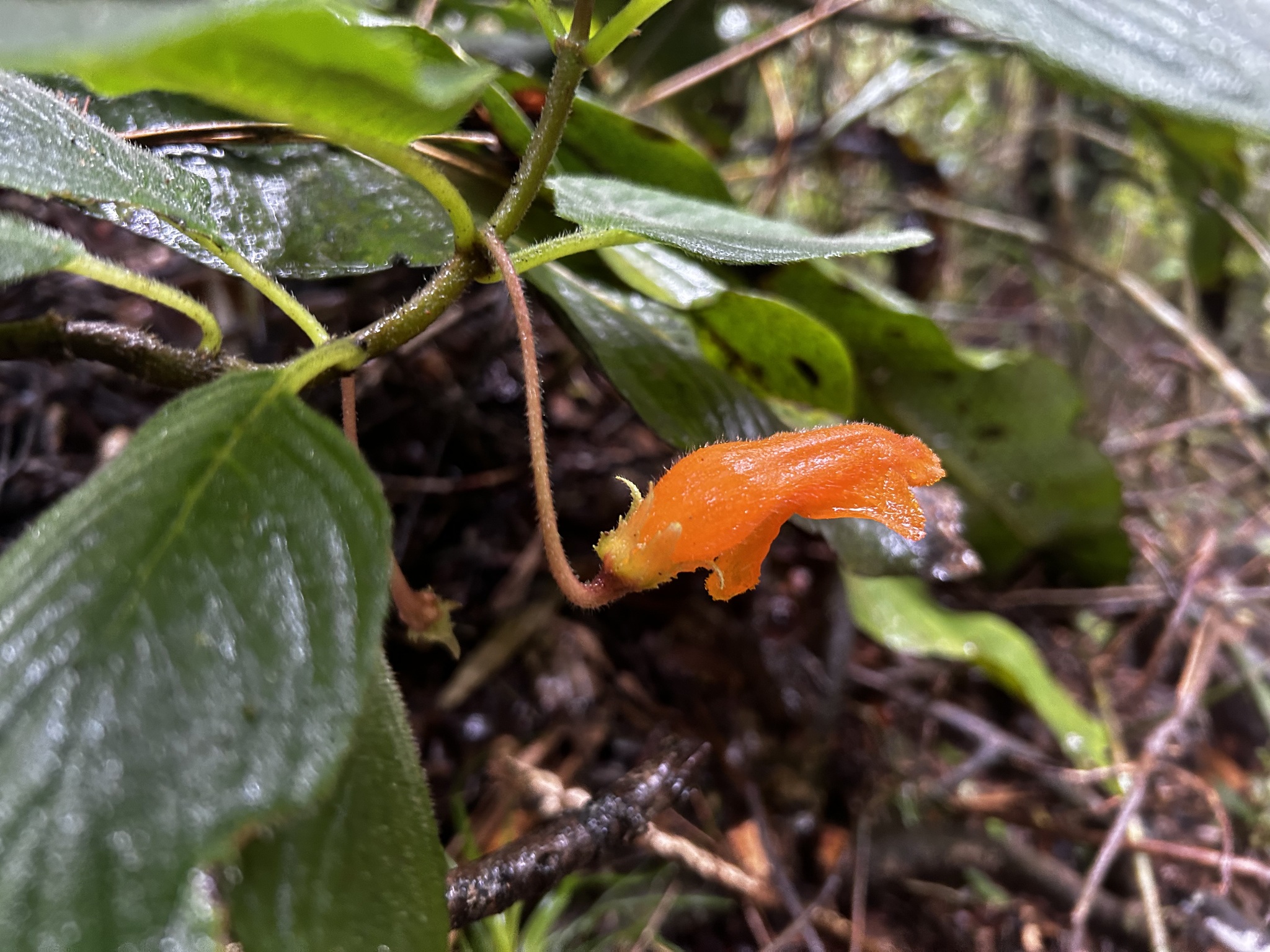 Columnea strigosa image