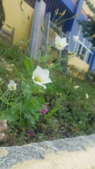 Eustoma exaltatum exaltatum