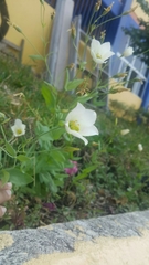 Eustoma exaltatum exaltatum