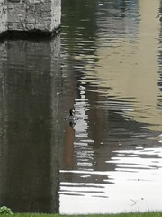 Podiceps cristatus