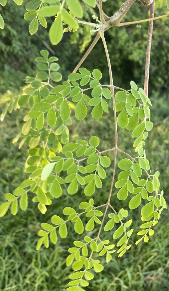 Imagem de Moringa