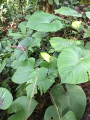 Philodendron grandipes