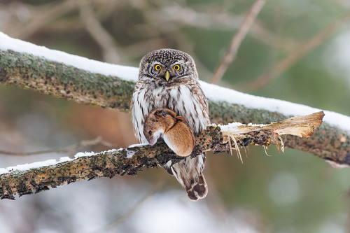Mochuelo chico (Glaucidium passerinum)