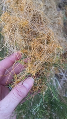 Cuscuta denticulata