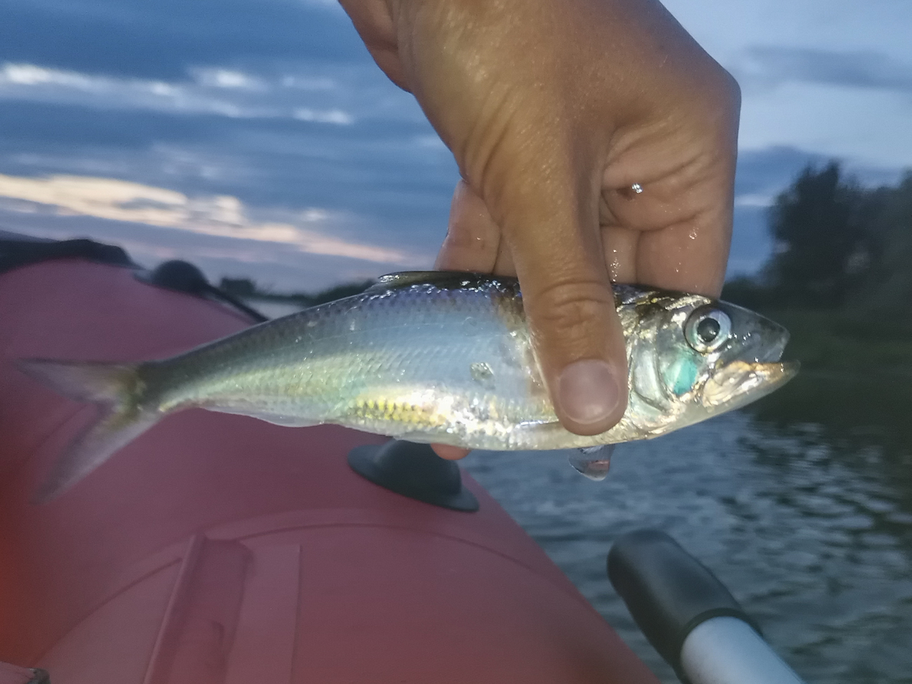 Caspian Anadromous Shad photo 5