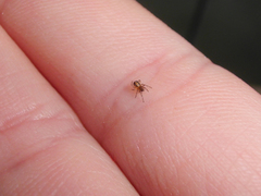 Zygiellinae